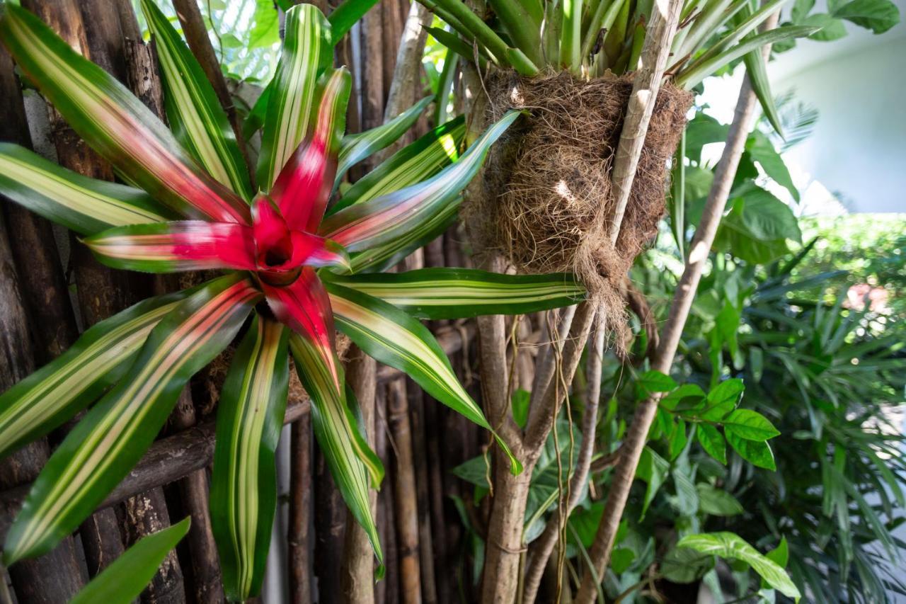 Anjali Casa Divina Hotell Sayulita Exteriör bild